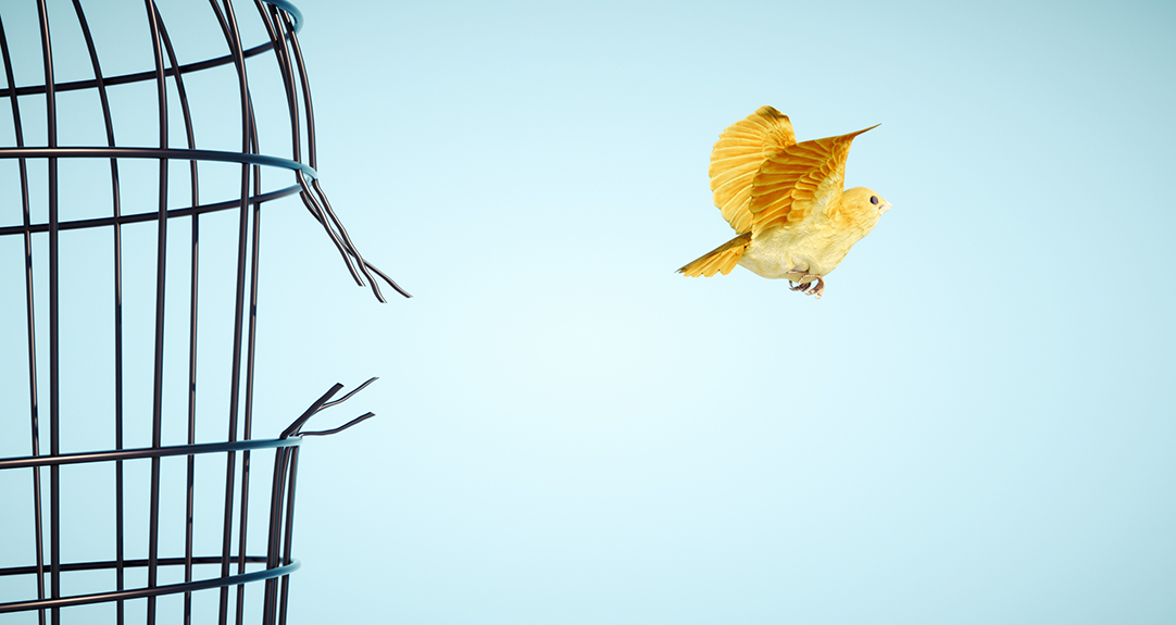 Canary escapes from bird cage