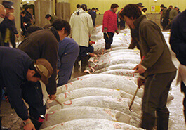 The 5 a.m. tuna auction at Tsukiji Fish Market.